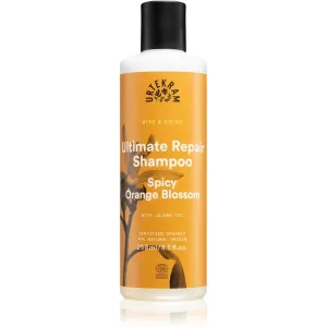 Urtekram Spicy Orange Blossom shampoing pour cheveux secs et abîmés 250 ml